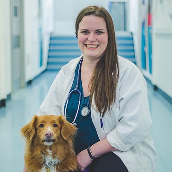 Meet Dr. Ashley Edwards, Danbury Veterinarian