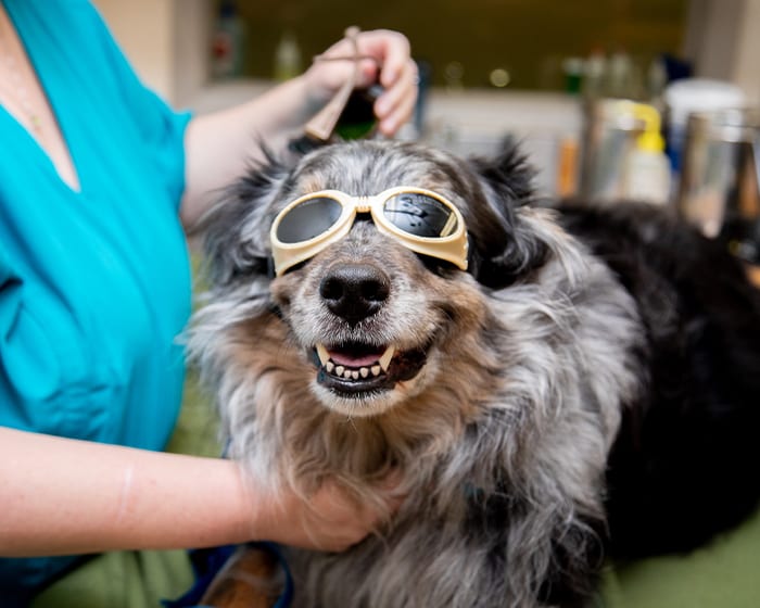 Cold Laser Therapy, Danbury Veterinarians