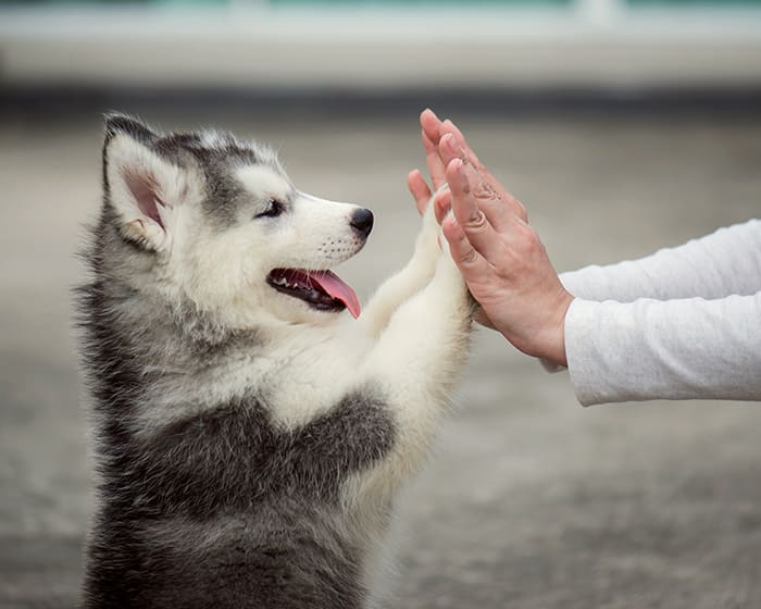 Puppies & Kittens, Danbury Veterinarians